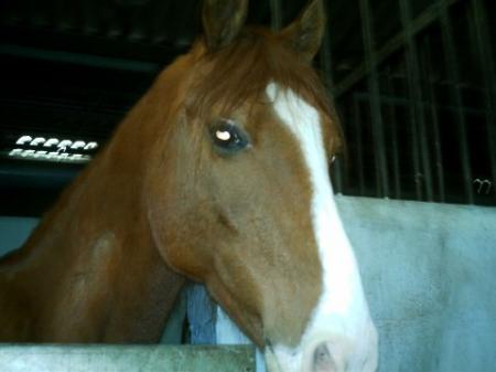 gosse