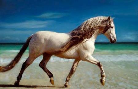 trop beau cheval