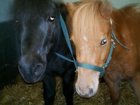 black et nestor